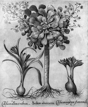 Lot 213, Auction  101, Rosettendickblatt (Besler), Sedum arborescens