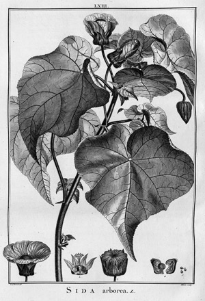 Lot 782, Auction  101, L'Héritier de Brutelle, C. L., Stirpes novae, aut minus cognitae, 