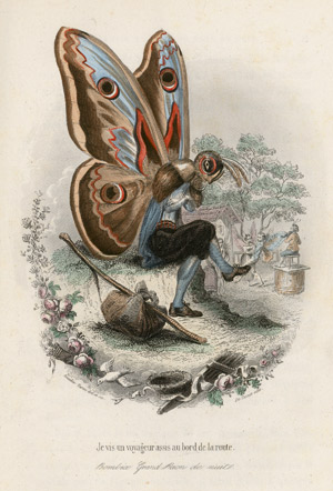 Lot 784, Auction  101, Nus, E. und A. Méray, Les papillons