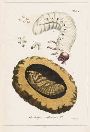Lot 790, Auction  101, Sturm, Jacob, Deutschlands Insecten. Bde. I-V. V. Abtheilung, Käfer