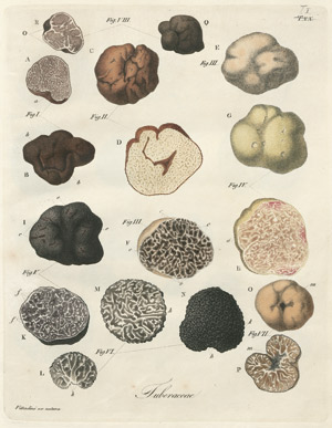 Lot 792, Auction  101, Vittadini, Carlo, Monographia tuberacearum. Mailand, Rusconi