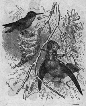 Lot 455, Auction  102, Darwin, Charles, Die Abstammung des Menschen ...