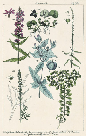 Lot 515, Auction  102, Lorek, C. G., Flora prussica