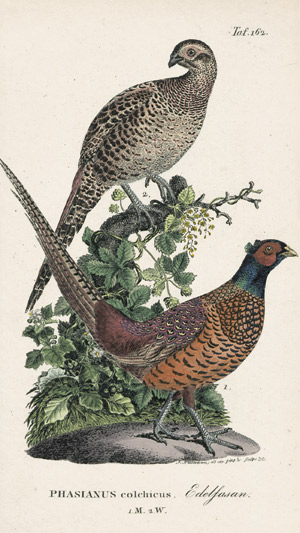 Lot 520, Auction  102, Naumann, J. A., Naturgeschichte der Vögel Deutschlands, 