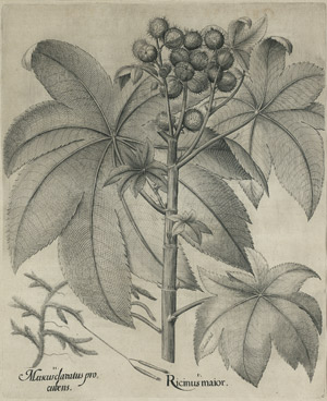 Lot 380, Auction  103, Besler, Basilius, Hortus Eystettensis. Daraus 7 Kupfertafeln und 2 Textblätter