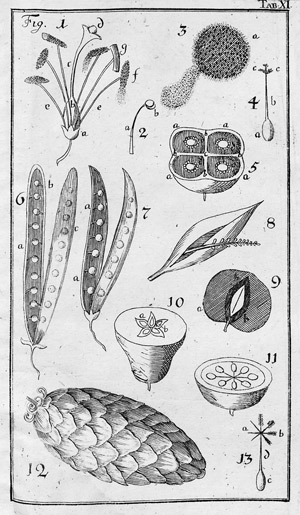 Lot 397, Auction  103, Dieterich, Carl Friedrich, Anfangsgründe der Pflanzenkenntniß