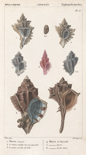 Lot 399, Auction  103, Ducrotay de Blainville, H. M., Malacozoares ou animaux mollusques. 