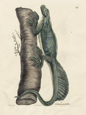 Lot 401, Auction  103, Eschscholtz, Friedrich, Zoologischer Atlas. Berlin, Georg Reimer, 1829
