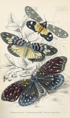 Lot 421, Auction  103, Naturalists Library, The und Duncan, James, 7 Bände der Reihe