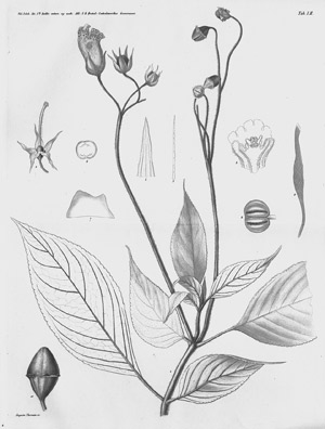 Lot 423, Auction  103, Örsted, Anders Sandö, Centralamericas Gesneraceer