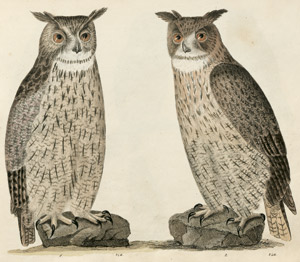 Lot 437, Auction  103, Strack, F., Naturgeschichte in Bildern. 