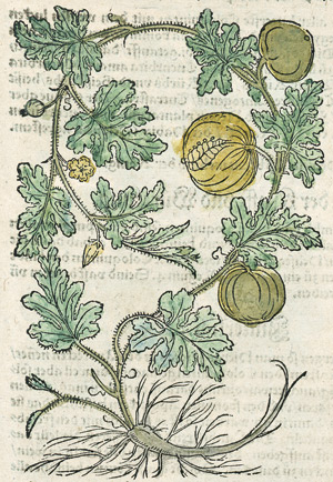 Lot 1041, Auction  103, Bock, Hieronymus, Kreuter Buch. Straßburg, Rihel, 1560