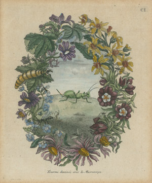 Lot 498, Auction  104, Merian, Maria Sibylla, Histoire générale des insectes de Surinam  - Daraus 26 Tafeln 