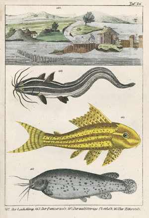Lot 574, Auction  105, Reichenbach, A. B., Die Fische dargestellt in getreuen Abbildungen 