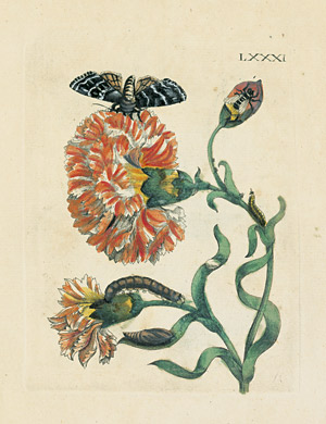 Lot 382, Auction  106, Merian, Maria Sibylla, Histoire des Insectes de l'Europe