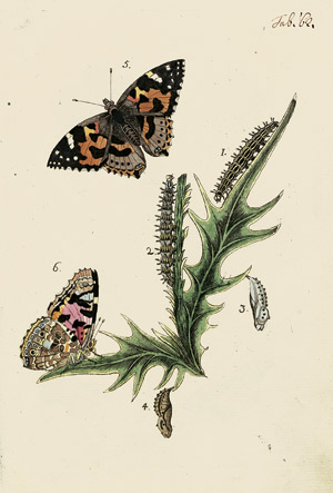 Lot 353, Auction  107, Bergsträßer, Johann Andr. Benignus, Nomenclatur und Beschreibung der Insecten in der Grafschaft Hanau-Münzenberg