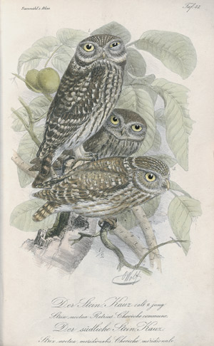 Lot 379, Auction  107, Susemihl, Johann Conrad, Die Vögel Europa´s 