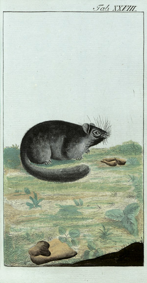 Lot 382, Auction  107, Welling, Christian Friedrich von, Allgemeine historisch-physiologische Naturgeschichte der Gewächse