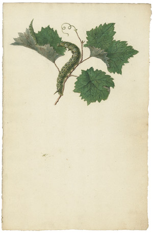 Lot 6597, Auction  107, Niederländisch, um 1800. Raupen