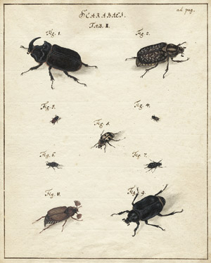 Lot 6598, Auction  107, Deutsch, 18. Jh. Studienblatt mit Nashornkäfer, Maikäfer und anderen Scarabaei