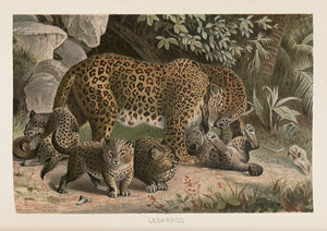 Lot 529, Auction  108, Lydekker, Richard., The royal natural history