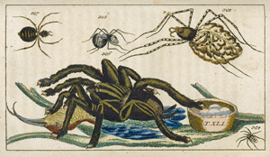 Lot 593, Auction  108, Wilhelm, Gottlieb Tobias, Unterhaltungen aus der Naturgeschichte