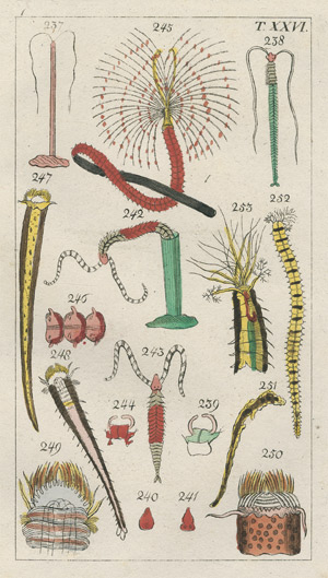 Lot 595, Auction  108, Wilhelm, Gottlieb Tobias, Unterhaltungen aus der Naturgeschichte