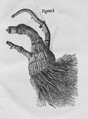 Lot 336, Auction  110, Wepfer, Johann Jakob, Cicutae Aquaticae Historia et Noxae