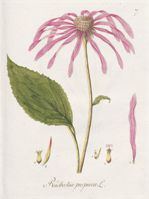 Lot 387, Auction  110, Kerner, Johann Simon, Abbildung aller oekonomischen Pflanzen