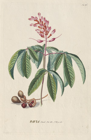 Lot 407, Auction  110, Trew, Christoph Jakob, Plantae selectae quarum imagines