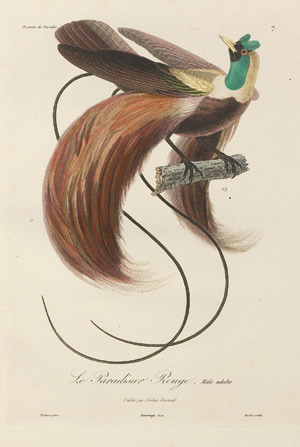 Lot 449, Auction  111, Lesson, René-Primevère, Histoire naturelle des oiseaux de paradis et des épimaques
