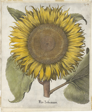 Lot 5496, Auction  112, Besler, Basilius, Flos Solisprolifer 