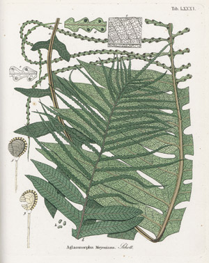 Lot 283, Auction  113, Kunze, Gustav, Die Farrnkräuter in kolorierten Abbildungen