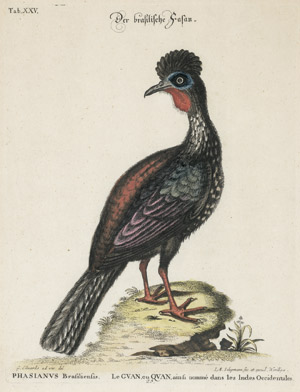 Lot 292, Auction  113, Seligmann, Johann Michael, Der brasilische Fasan