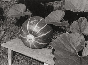 Lot 4284a, Auction  113, Renger-Patzsch, Albert, Pumpkin