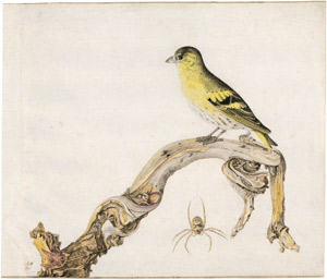 Lot 6342, Auction  113, Veen, Rochus van, Gelbbauchgirlitz auf einem Ast stehend