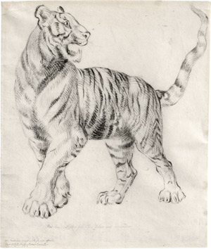 Lot 6373, Auction  113, Tischbein, Johann Heinrich Wilhelm, Nach links schreitender Tiger, den Kopf zurückgewandt