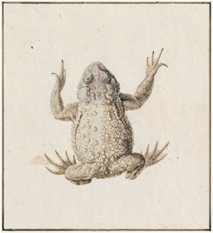 Lot 6398, Auction  113, Knogh, Paulus, Kröte: Zwei Studien in Auf- und Untersicht