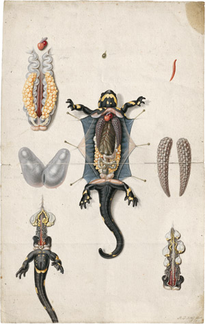 Lot 6402, Auction  113, Rösel von Rosenhof, August Johann, Die Sektion eines Feuersalamanders