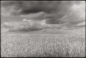 Lot 4179, Auction  114, Heyden, Bernd, Wheat field