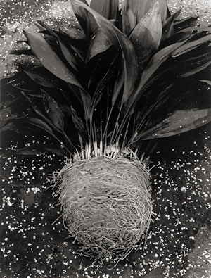 Lot 4100, Auction  115, Dieuzaide, Jean, Lily of the Valley with roots