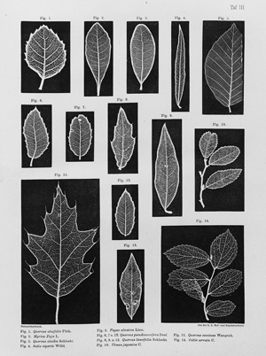 Lot 263, Auction  117, Ettingshausen, Constantin von, Die Blatt-Skelete der Dikotyledonen