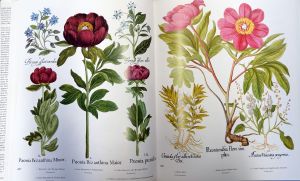 Lot 534, Auction  119, Botanik, Konvolut von 4 bibliographischen Werken