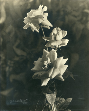 Lot 4090, Auction  119, Auradon, Jean-Marie, Study of roses