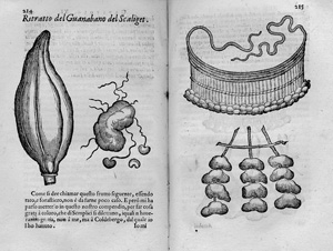 Lot 1091, Auction  120, Orta, Garcia de, Due libri dell' historia de i semplici, aromati et altre cose