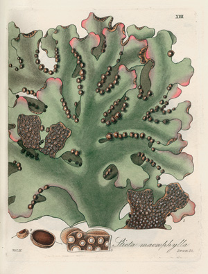 Lot 262, Auction  121, Hooker, William Jackson, Botanical miscellany