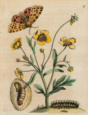 Lot 265, Auction  121, Merian, Maria Sibylla, Sammlung von 4 handkolorierten Kupferstichen