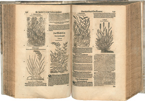 Lot 271, Auction  121, Tabernaemontanus, Jacob Theodor, Neuw vollkommentlich Kreuterbuch