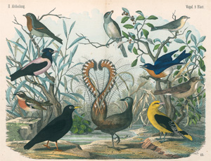 Lot 2220, Auction  121, Kolb, C. F. A., Naturgeschichte der Vögel. Ein Anschauungs-Unterricht für Schule und Haus. 