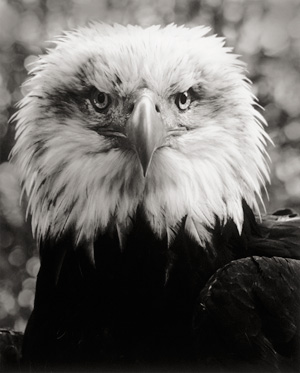 Lot 4199, Auction  122, Krausz, Tom, Amerikanischer Seeadler